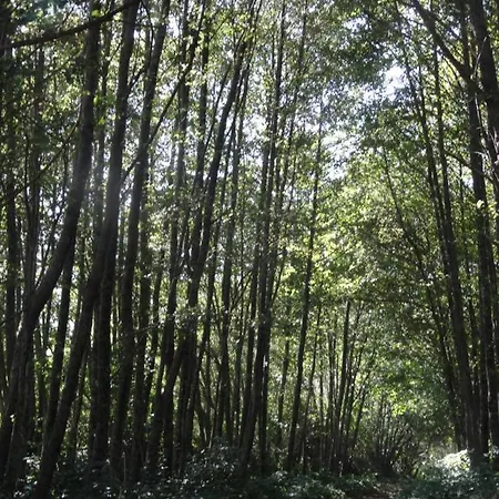 Casa de Férias El Patio Chico *